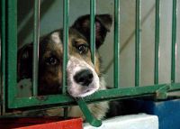 Impulsan la creación de un registro provincial de infractores por maltrato animal
