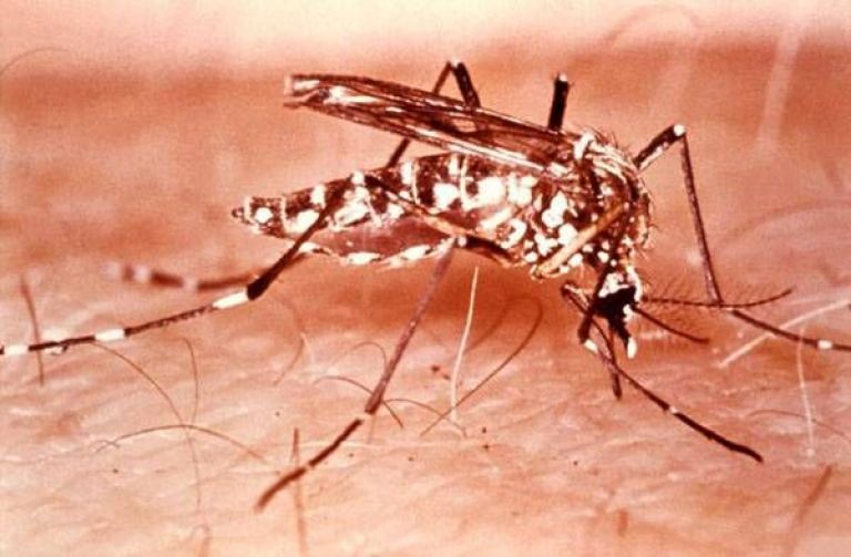 ¿Se puede tener dengue sin tener fiebre?  thumbnail