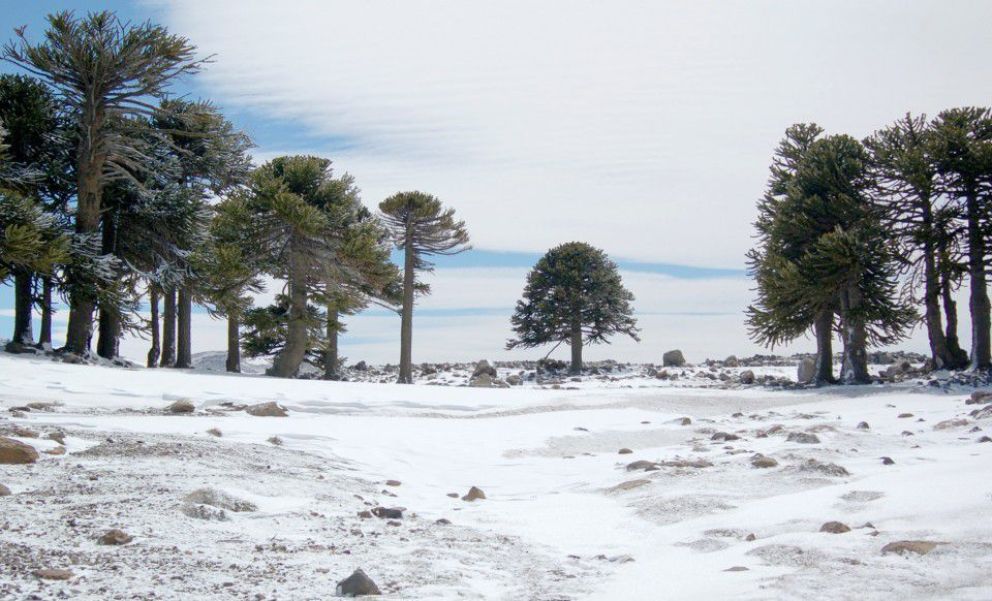 Presentaron cuatro nuevas reservas naturales en Neuquén, Corrientes y Buenos Aires