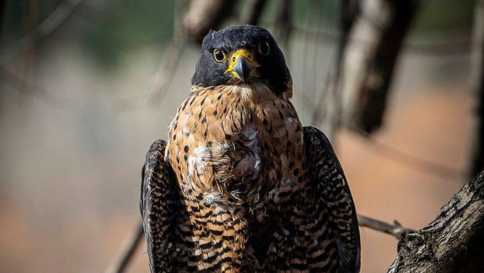 Gentileza: Federico Soto