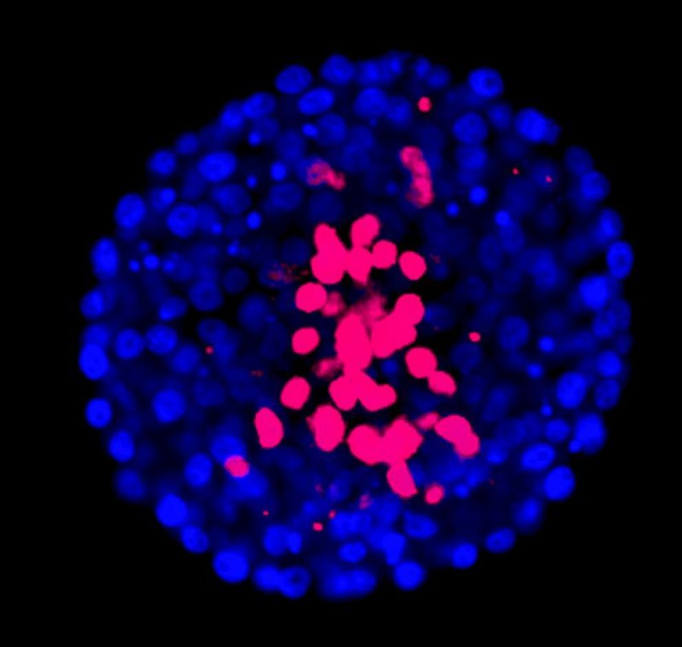 Embrion de día 7 de clonación de cebra. Por medio de técnicas de inmuno fluorescencia, bajo un microscopio especial que toma fotos se se puede ver en color rojo las células que formarán parte del feto y en azul las que irán a la placenta. Foto: A. Gambini